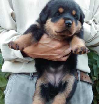 羅威納犬購買指南 羅威納犬購買指南