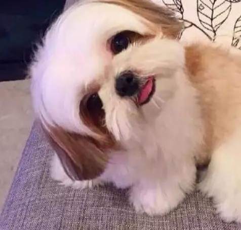 如何讓狗認主人 如何讓狗認主人