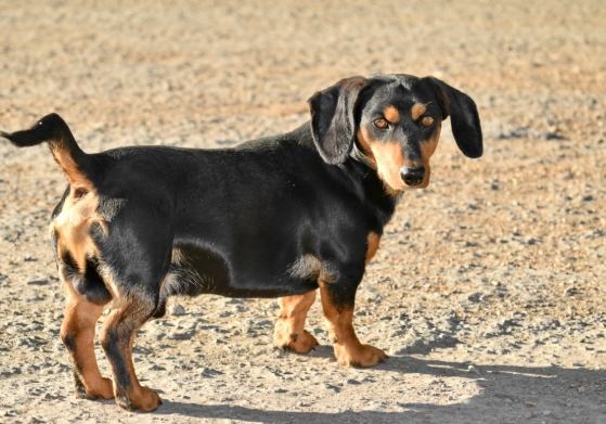 臘腸狗食物禁忌 臘腸狗食物禁忌