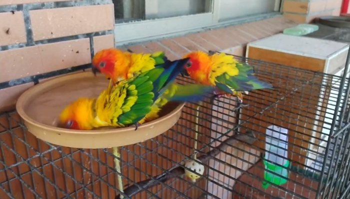 鸚鵡洗澡方法 鸚鵡洗澡方法