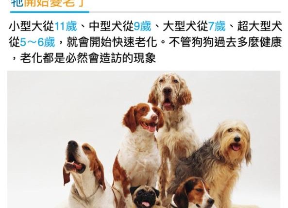 老狗適合的溫度