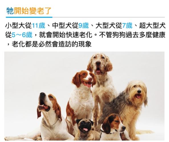 老狗適合的溫度全攻略：如何為老年犬創造舒適環境