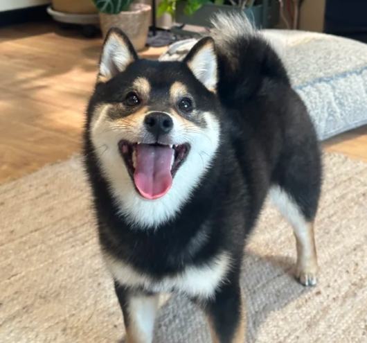 黑柴價格 黑柴價格