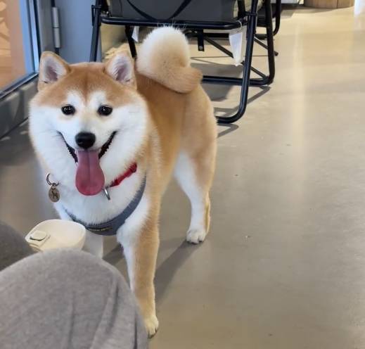 柴犬疾病預防 柴犬疾病預防