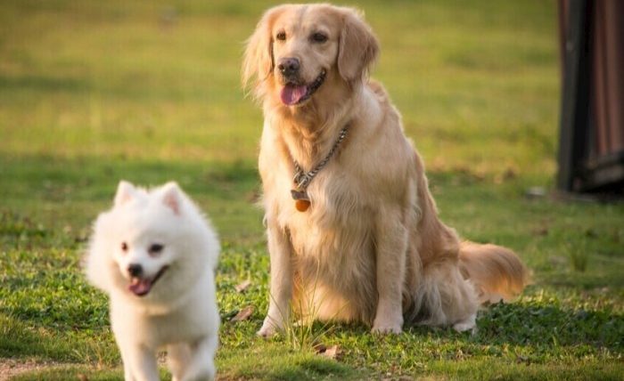 狗可以吃羅勒嗎