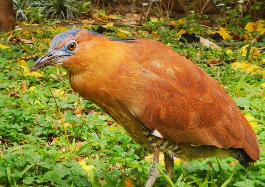 黑冠麻鷺 生態 黑冠麻鷺 生態