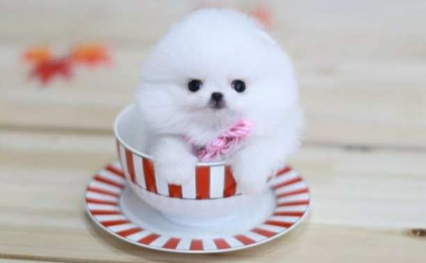 茶杯犬照顧方法