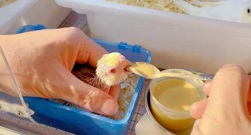 幼鳥餵食技巧 幼鳥餵食技巧