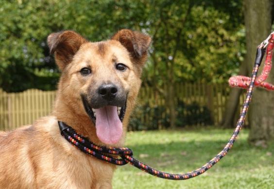 狗中暑預防 狗中暑預防