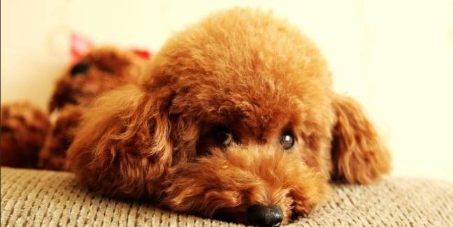 公狗絕育後照顧