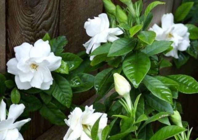 梔子花种植方法 梔子花种植方法