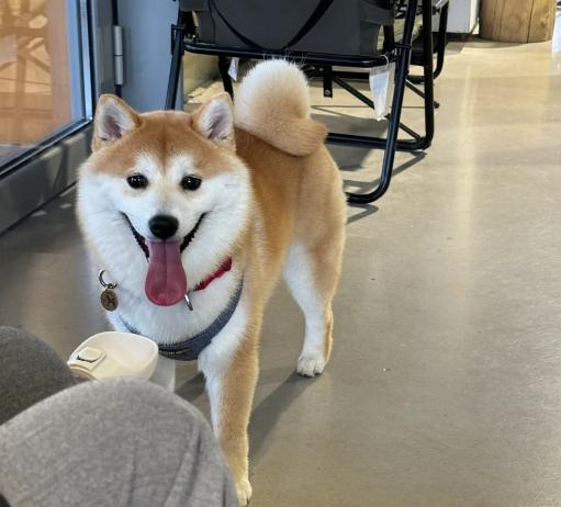 柴犬洗澡注意事項 柴犬洗澡注意事項