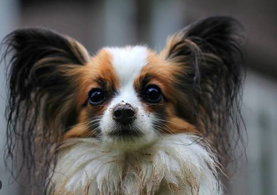 蝴蝶犬健康 蝴蝶犬健康