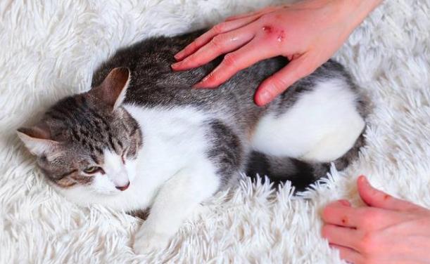 貓抓傷處理方法 貓抓傷處理方法