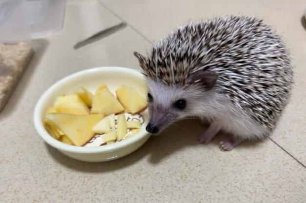 寵物刺蝟益處 寵物刺蝟益處