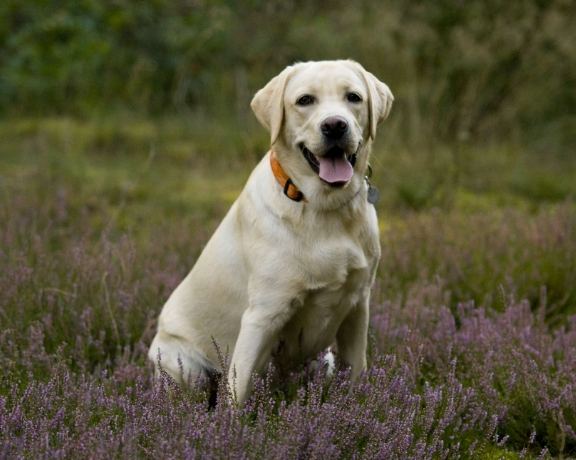 狗狗乳腺瘤治療 狗狗乳腺瘤治療