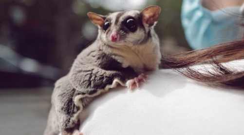 蜜袋鼯價格 蜜袋鼯價格