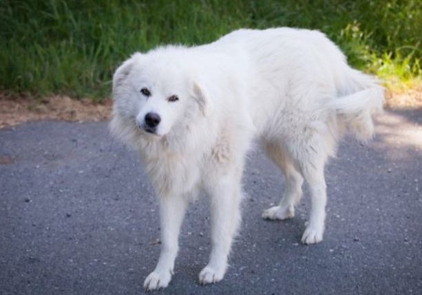 白色大型犬品種