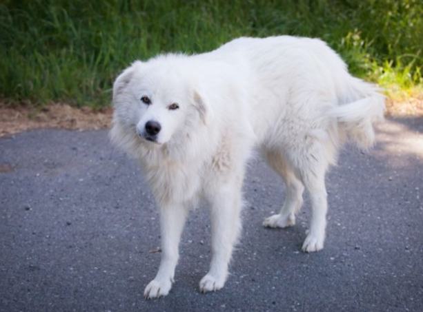 白色大型犬品種全攻略：品種介紹、飼養秘訣與常見問題