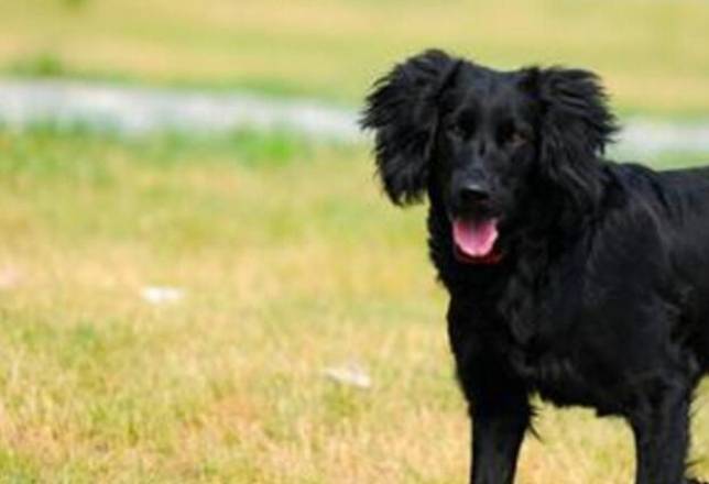 捲毛尋回犬飼養