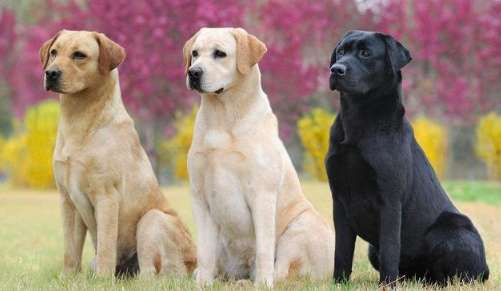 拉布拉多平均壽命 拉布拉多平均壽命