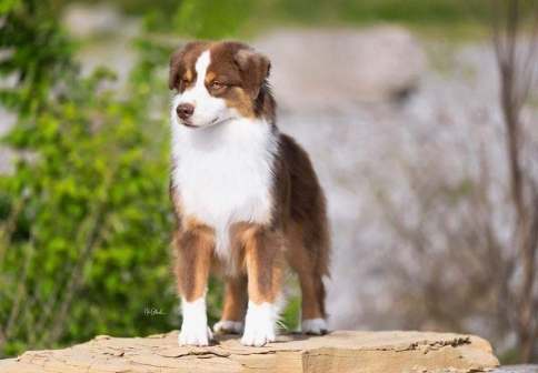 澳大利亞牧羊犬智力 澳大利亞牧羊犬智力