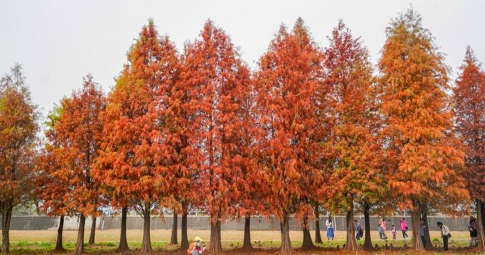 落羽松步道交通 落羽松步道交通