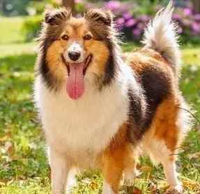 喜樂蒂牧羊犬飼養困難 喜樂蒂牧羊犬飼養困難