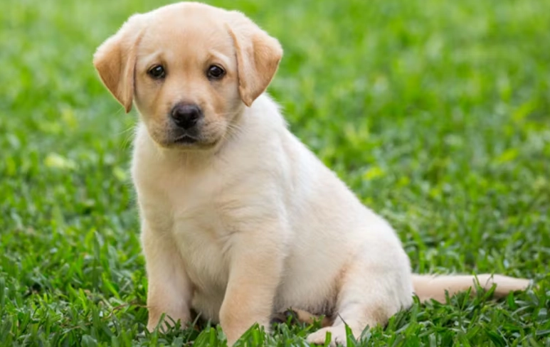 狗狗長小肉芽怎麼辦？原因、症狀、治療與預防完整指南