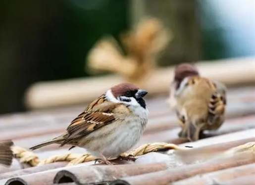 撿到麻雀代表什麼 撿到麻雀代表什麼