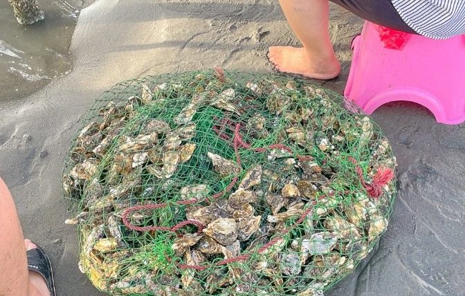 王功挖蛤蜊技巧