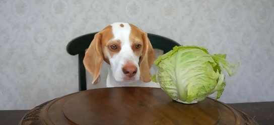 狗狗吃洋蔥 狗狗吃洋蔥