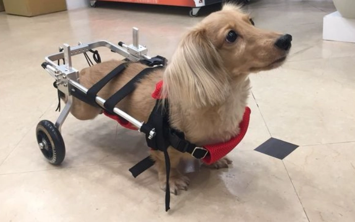 狗狗椎間盤突出按摩全攻略：症狀緩解與居家護理技巧