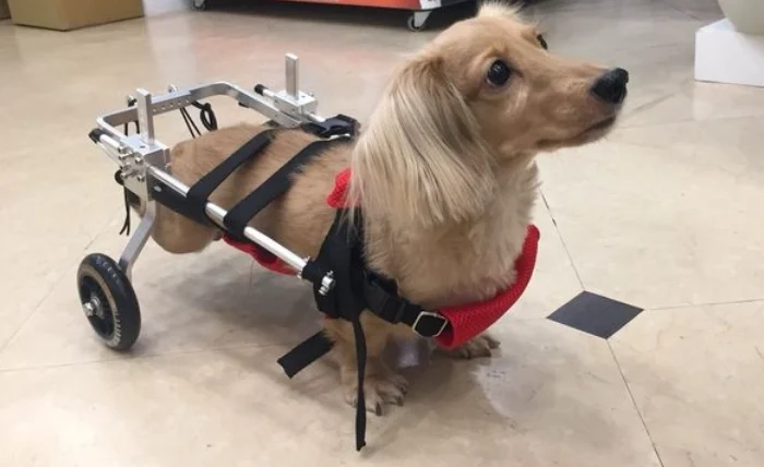 狗狗椎間盤突出按摩