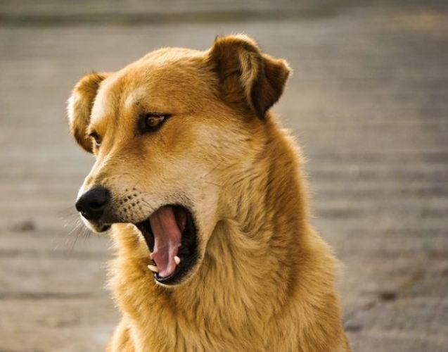 狗狗亂叫怎麼辦 狗狗亂叫怎麼辦