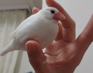 母文鳥唱歌 母文鳥唱歌