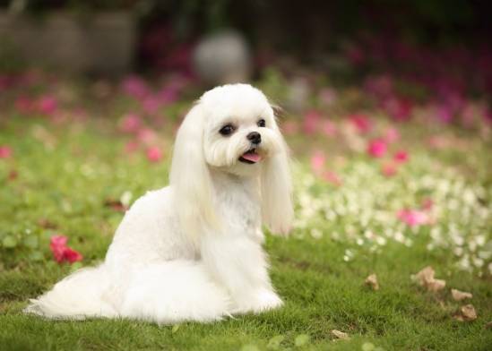 低掉毛狗 低掉毛狗