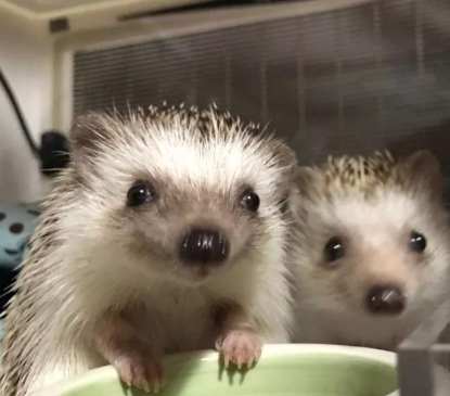 刺蝟飲食 刺蝟飲食