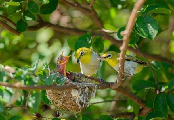 綠繡眼幼鳥餵食次數