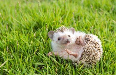 寵物刺蝟飼養 寵物刺蝟飼養