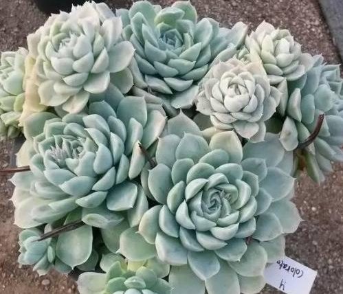 擬石蓮花屬澆水