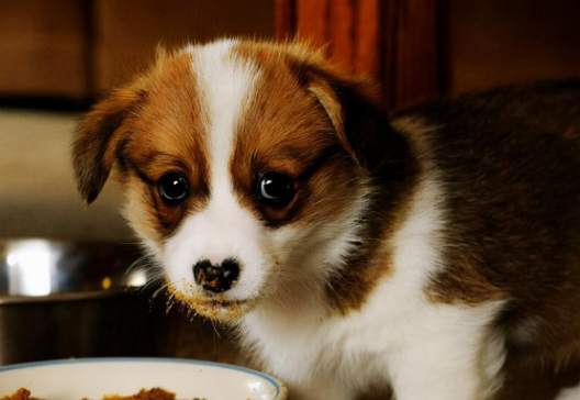 狗飲食安全 狗飲食安全