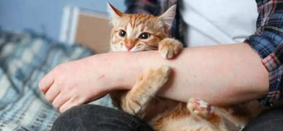 寵物抓傷用藥 寵物抓傷用藥