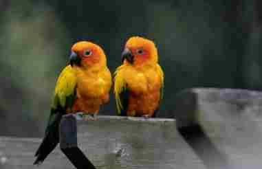 鸚鵡難產症狀 鸚鵡難產症狀