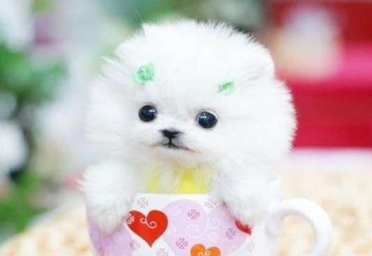 茶杯犬培育過程