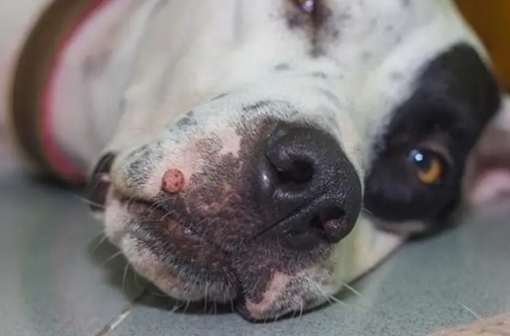 狗狗黑色素瘤良性