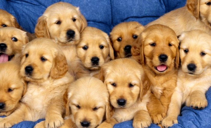 狗狗心臟病治療 狗狗心臟病治療