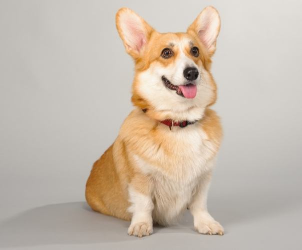 狗狗體型幾個月定型？完整解析成長關鍵期與體型變化全指南