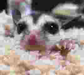 蜜袋鼯一次生幾隻 蜜袋鼯一次生幾隻