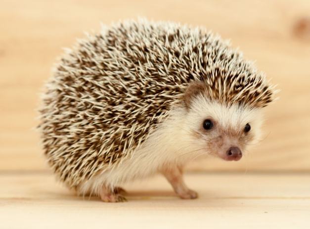 刺蝟飼養優點 刺蝟飼養優點